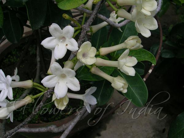 Madagascar Jasmine
